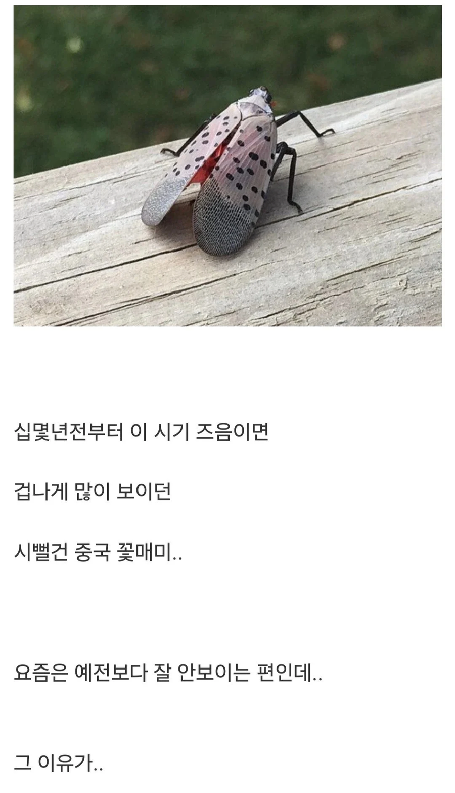 매년 이맘때쯤 극성이었던 꽃매미 안 보이는 이유_1.webp