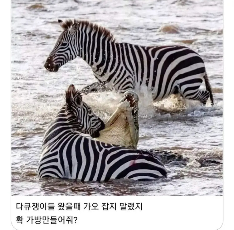 동물다큐 카메라가 꺼진 후_1.jpg