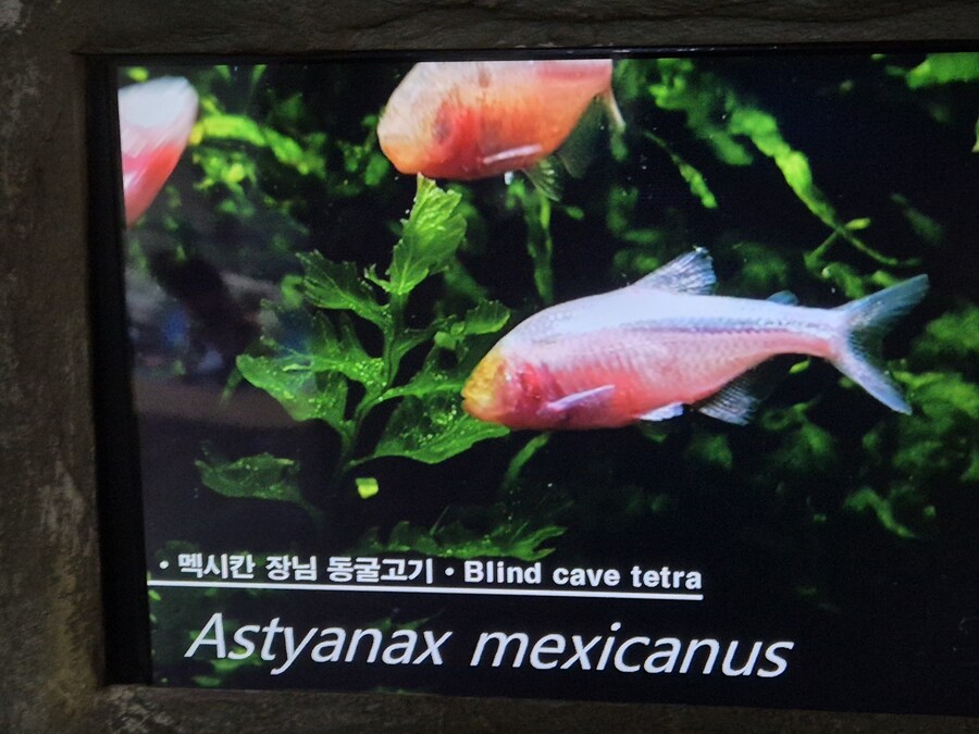롯데 아쿠아리움(3부)_6.jpg