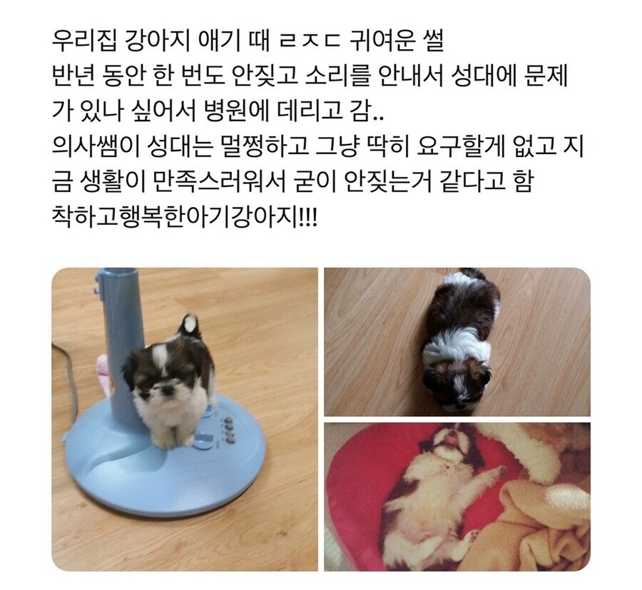 시츄에 대해 많이들 오해하는게 있는데_8.jpg