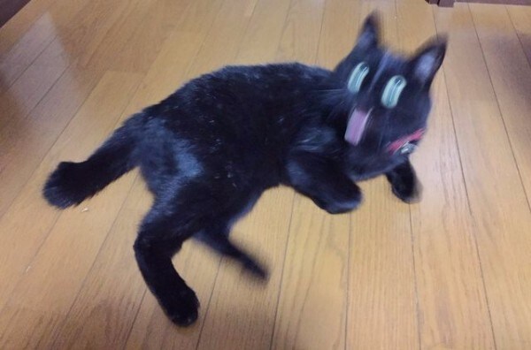 굿모닝 고양이짤_5.jpg