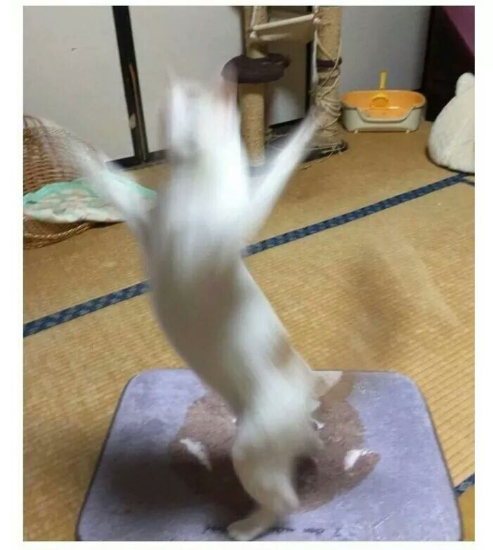 굿모닝 고양이짤_16.jpg