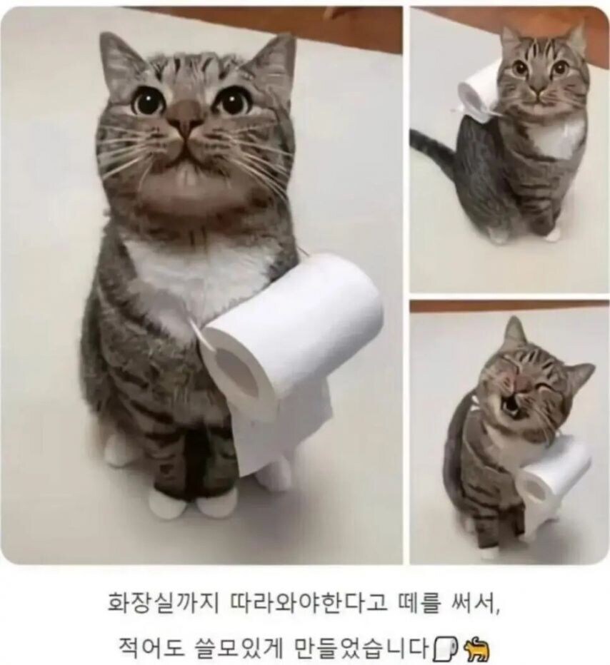 모닝글고양이.gif_1.jpg