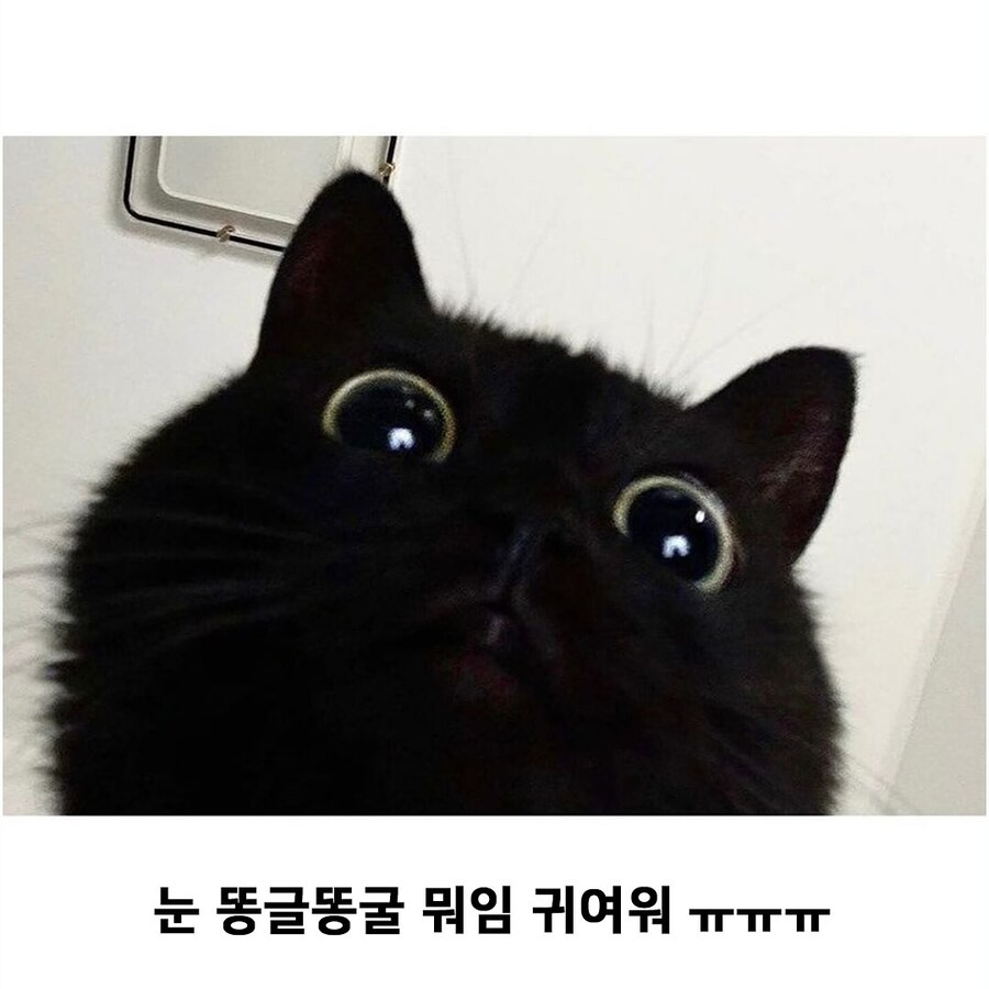 홈캠에 담긴 검정 냐옹이..._2.jpg