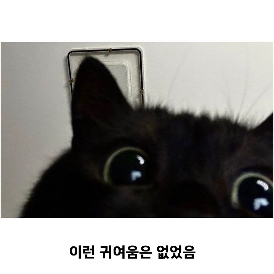 홈캠에 담긴 검정 냐옹이..._4.jpg
