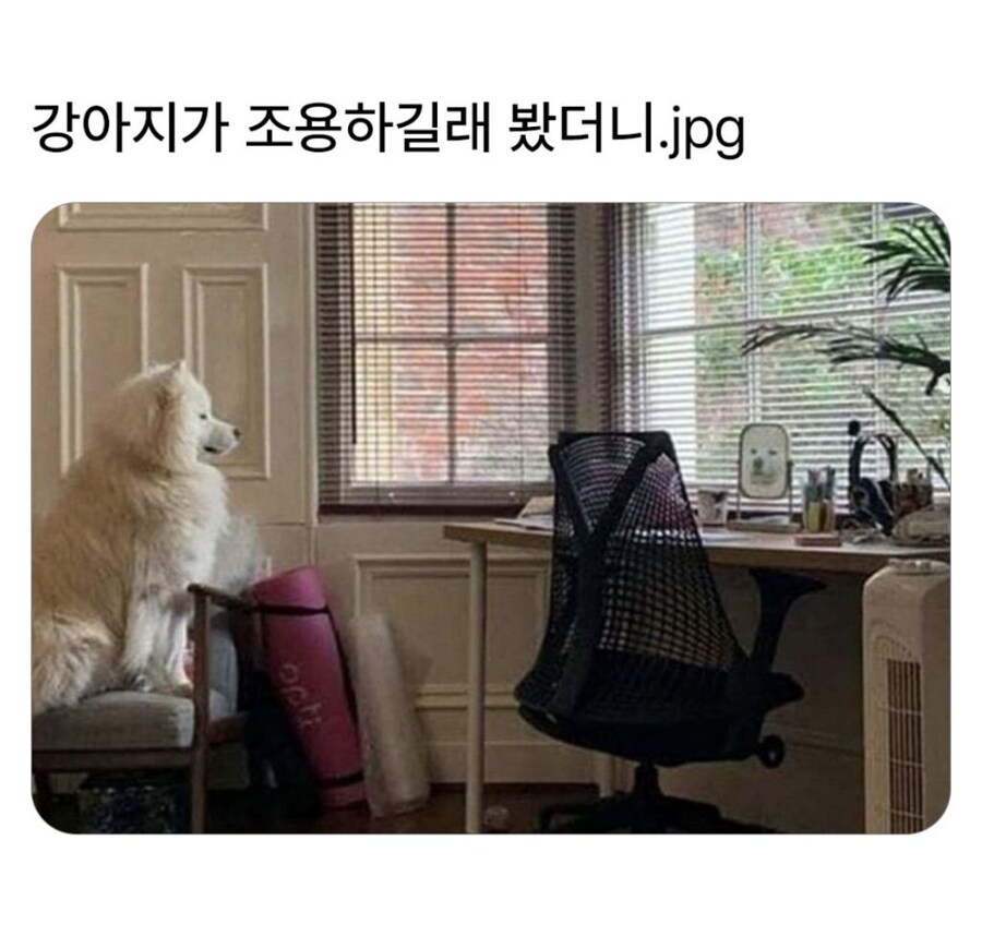 강아지가 조용하길래 봤더니.jpg_1.jpg