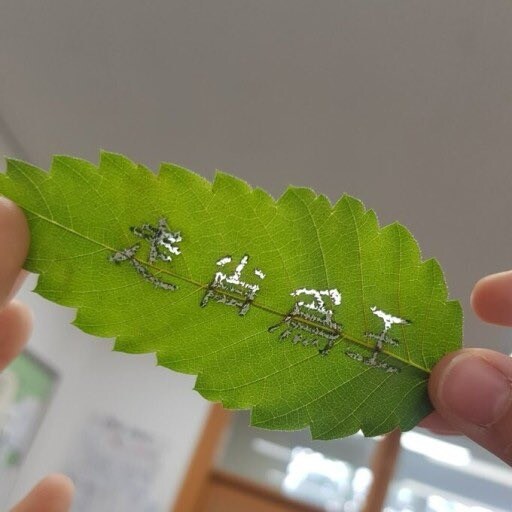 이파리 하나 때문에 나라 뒤집어짐ㅋㅋㅋㅋㅋ_1.jpg