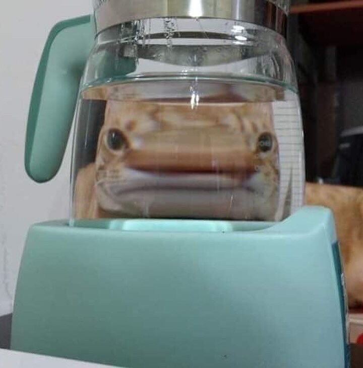 고양이 못생기게 만들기.._3.jpg