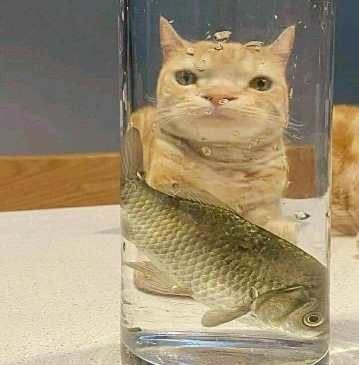 고양이 못생기게 만들기.._6.jpg