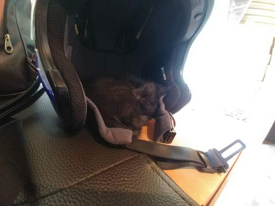 우리집 검은 고양이 1_1.jpg