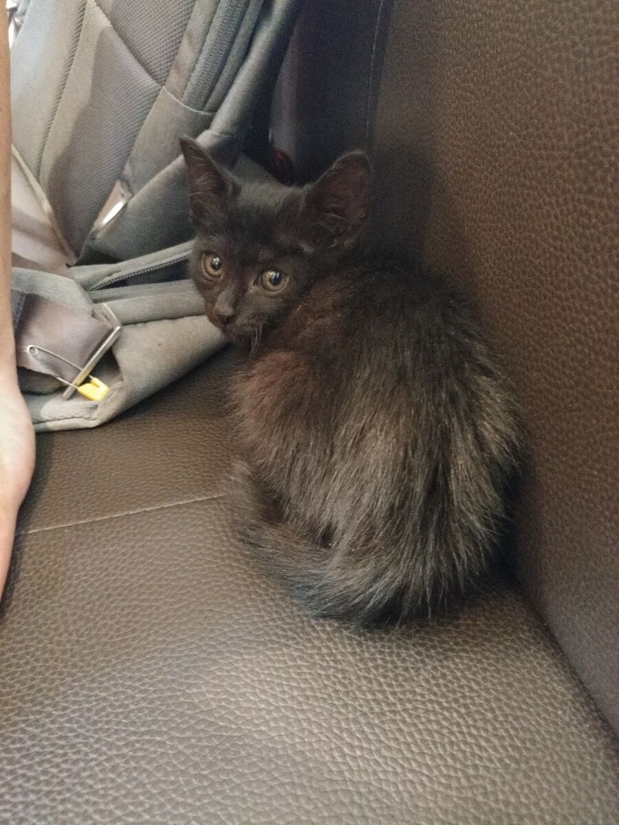 우리집 검은 고양이 1_2.jpg