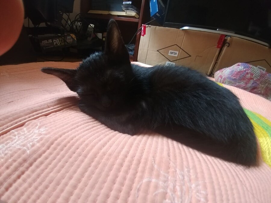 우리집 검은 고양이 1_5.jpg