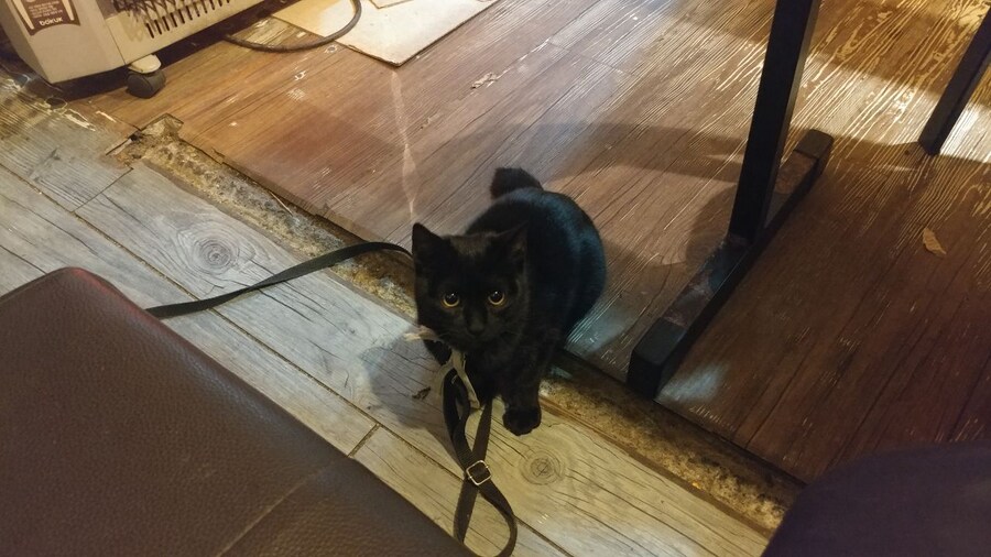 우리집 검은 고양이 1_6.jpg