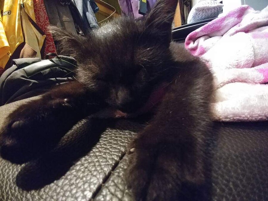 우리집 검은 고양이 1_8.jpg