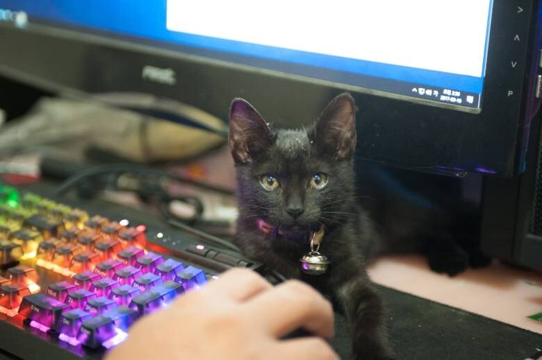 우리집 검은 고양이 1_9.jpg
