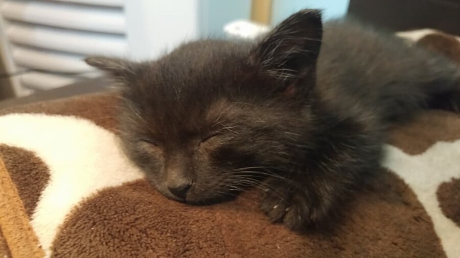 우리집 검은 고양이 1_10.jpg