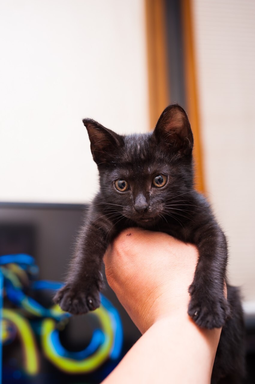 우리집 검은 고양이 1_11.jpg
