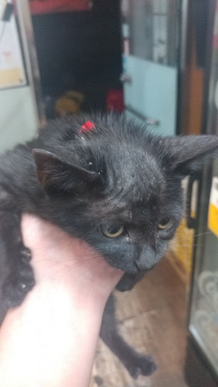 우리집 검은 고양이 1_13.jpg