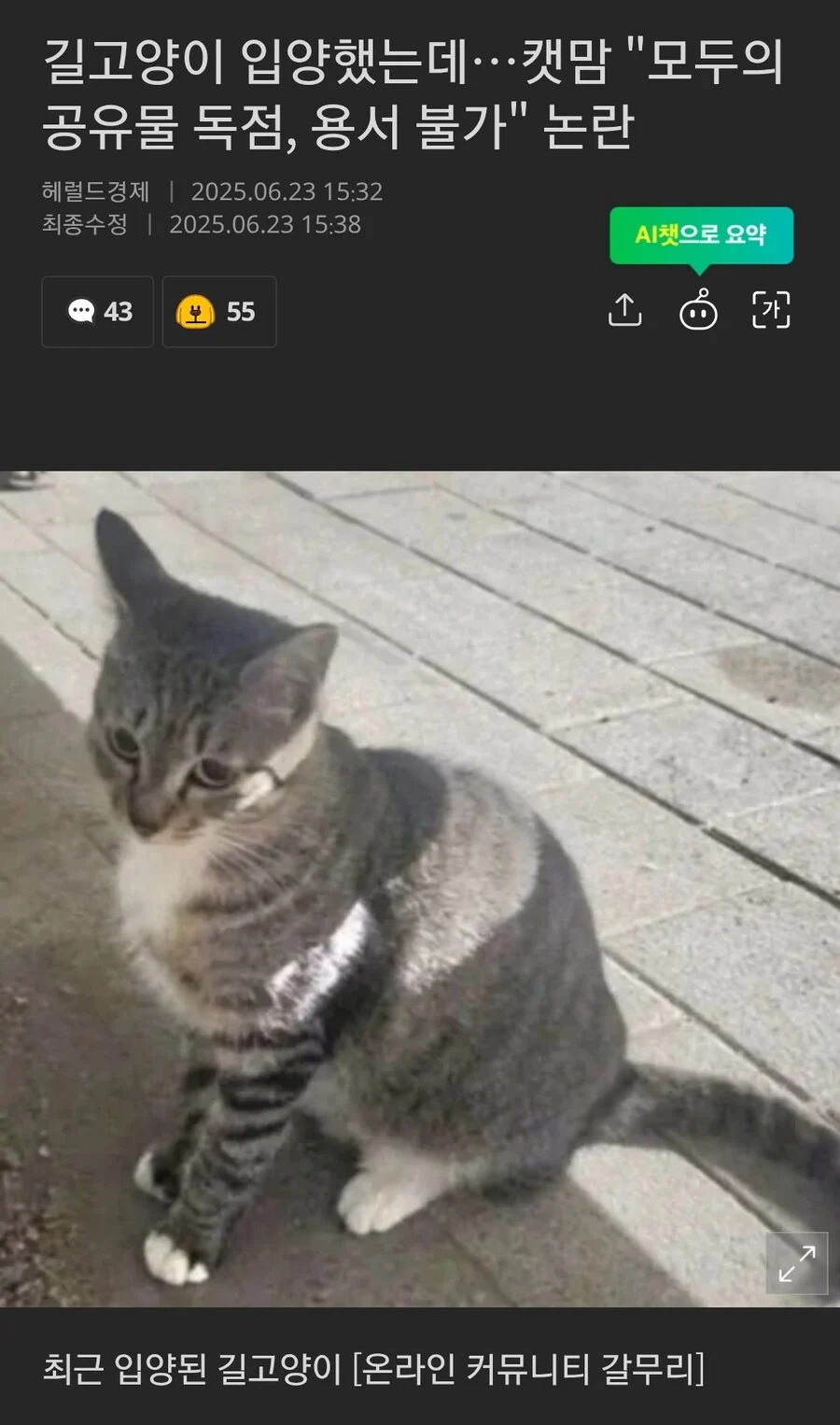 어제자 '캣맘은 정신병' 근황.jpg_1.webp