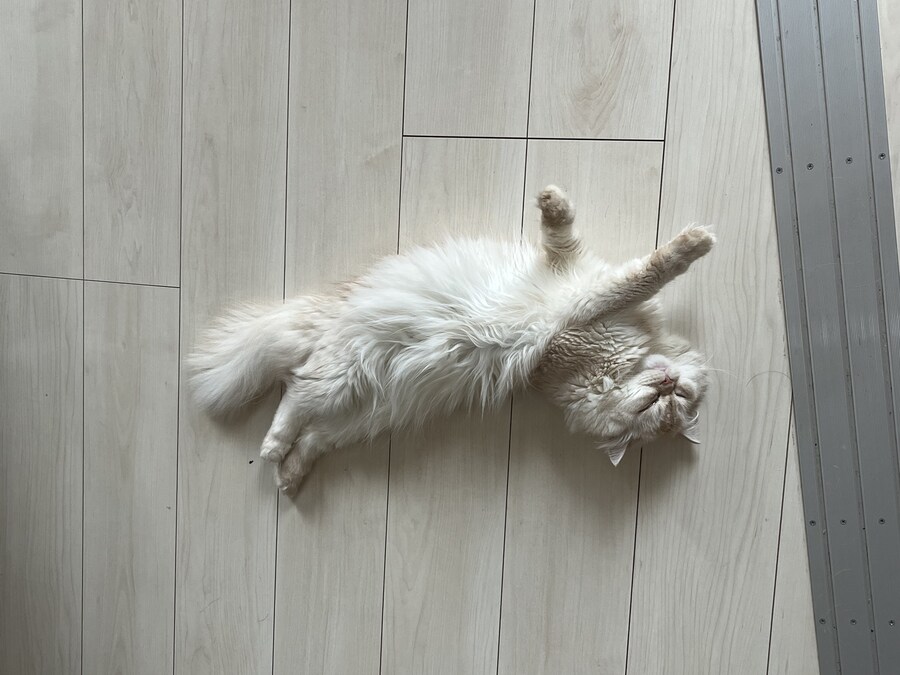 우리집 고양이 근황_1.jpg
