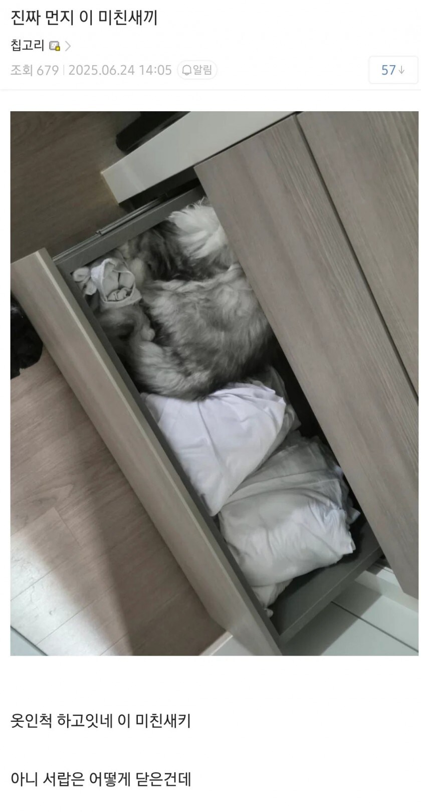 동생이 맡겨놓은 고양이가 사라짐....._3.jpg