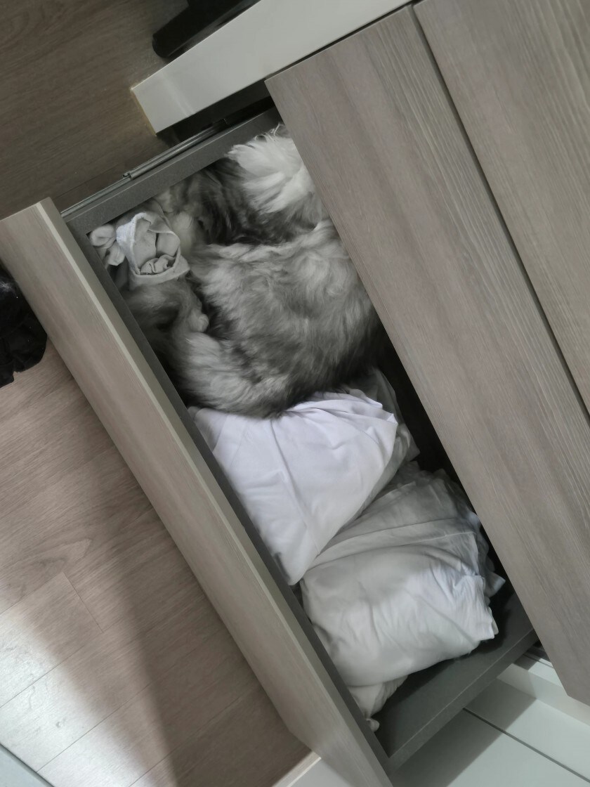 동생이 맡겨놓은 고양이가 사라짐....._5.jpg