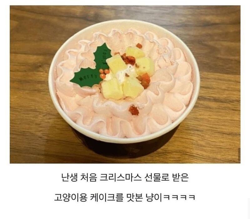고앵이용 케이크를 처음 먹어본 고앵이.jpg_1.jpg