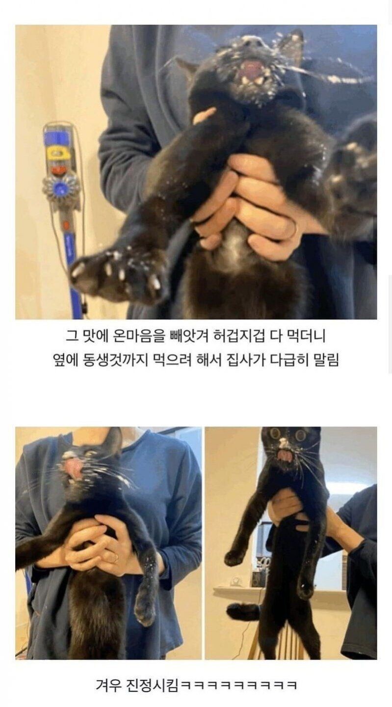 고앵이용 케이크를 처음 먹어본 고앵이.jpg_3.jpg