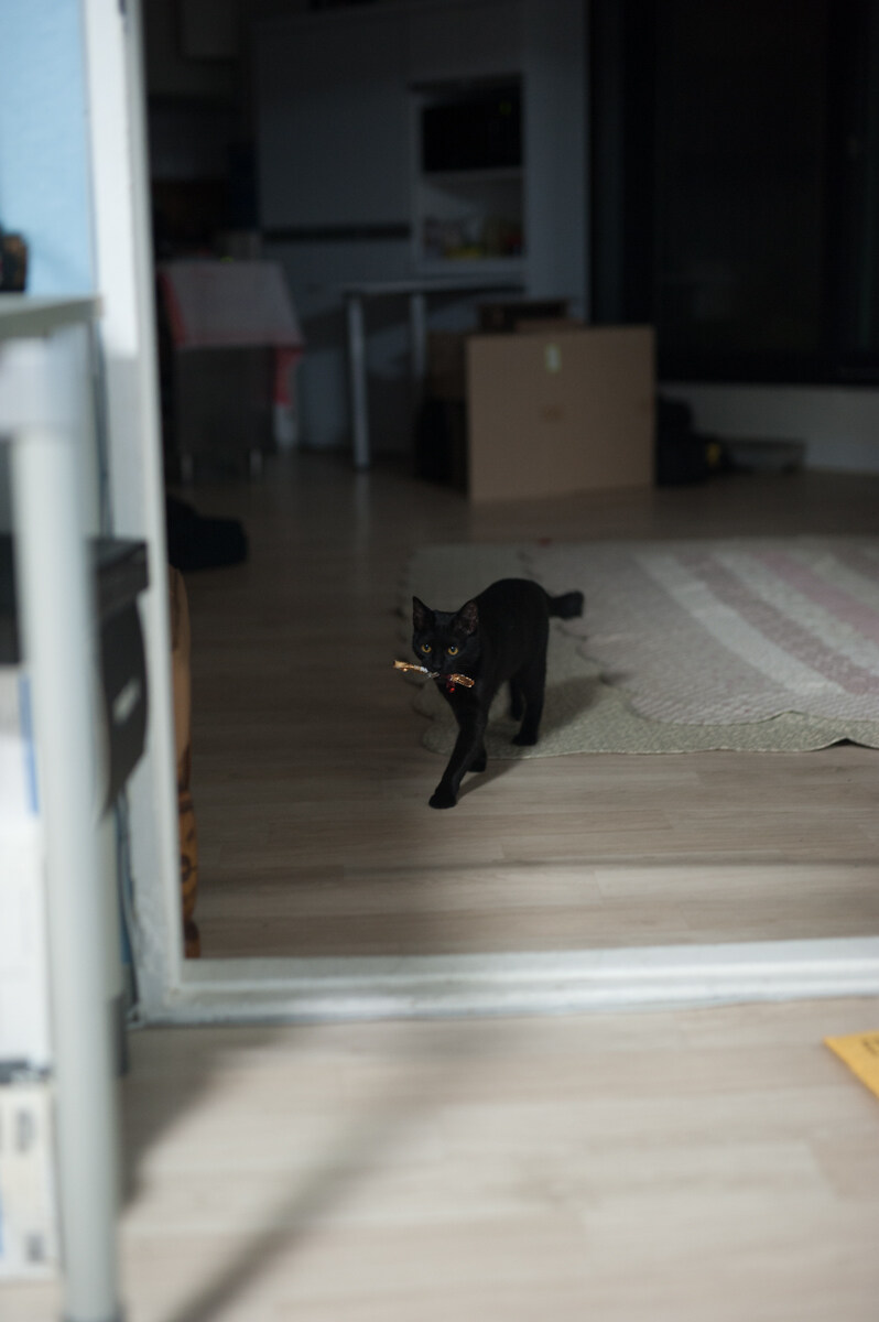 우리집 검은 고양이 2 (2일째..)_5.jpg