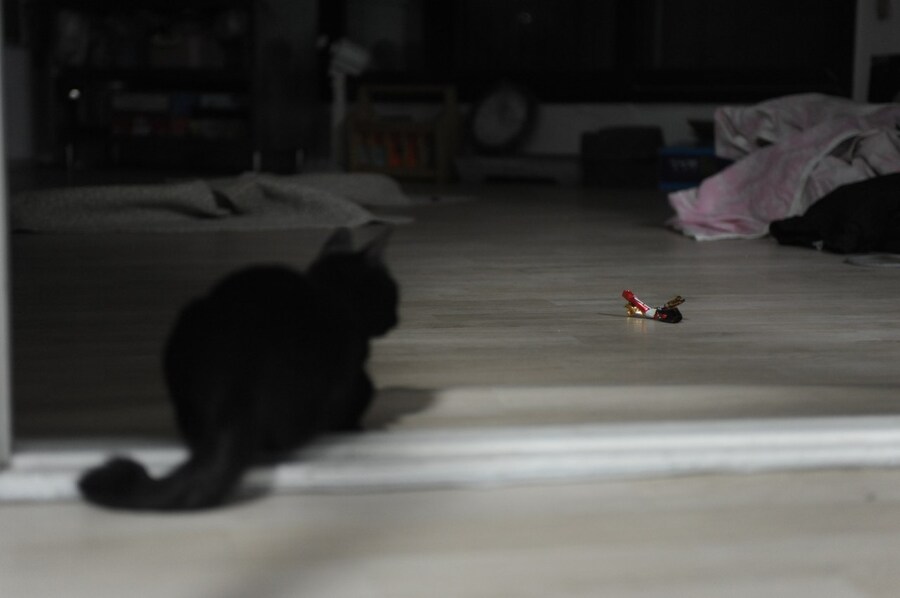 우리집 검은 고양이 2 (2일째..)_6.jpg
