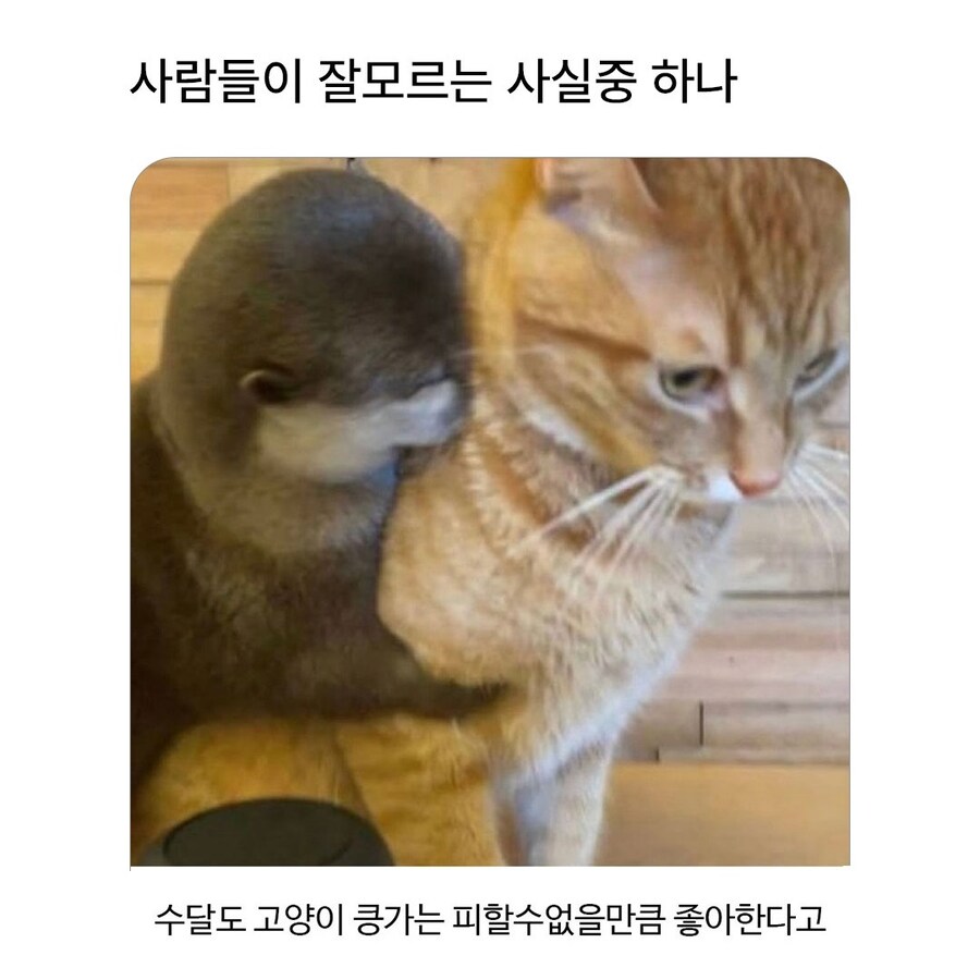 수달이가!! 수달이가!!!_1.jpg