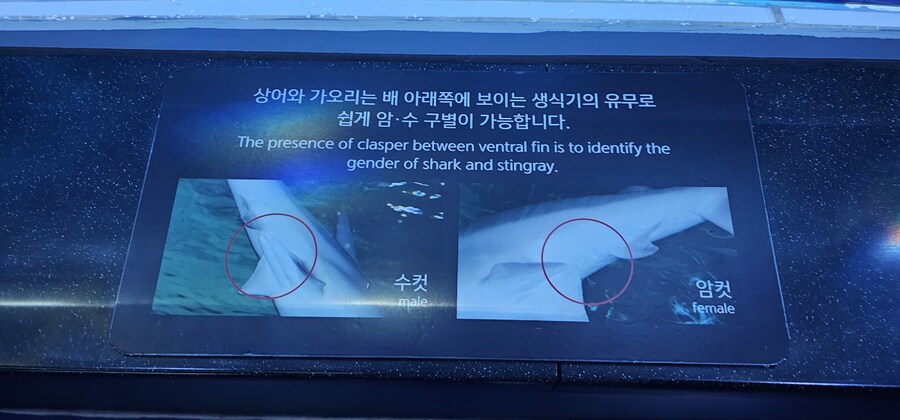 수녀님 상어글 보고, 추가적인 지식을 알려줄게._1.jpg