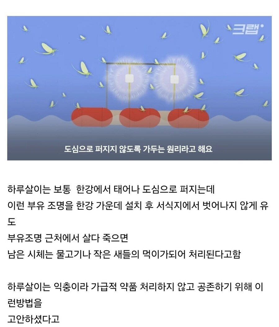 요즘 하루살이가 안 보이는 이유_1.jpg