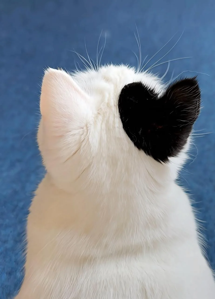 하트 귀 거의 흰 고양이_1.webp