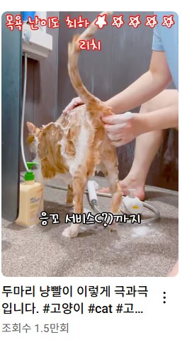 고양이가 목욕에 저항하지 않는 이유_1.png