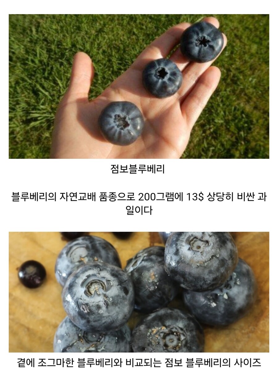 재미있고 신비한 열매들_6.jpg
