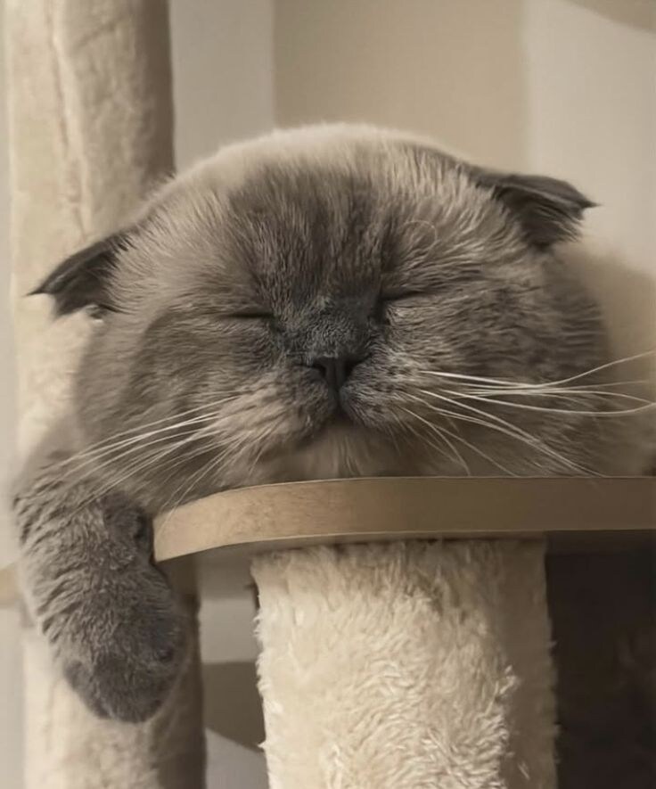 모닝 빵떡냥.jpg_2.jpg
