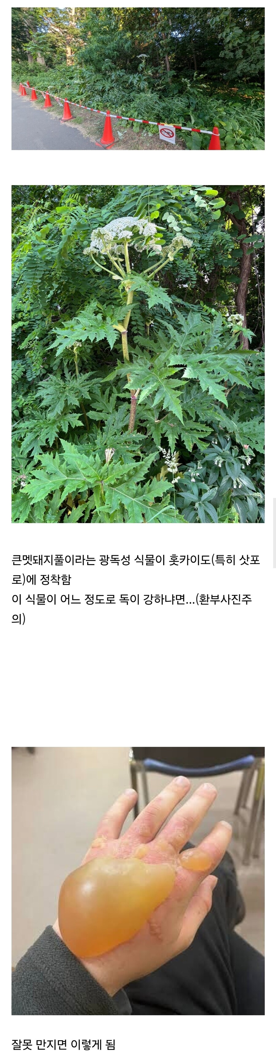 약혐) 독성식물이 정착했다는 홋카이도_1.jpg