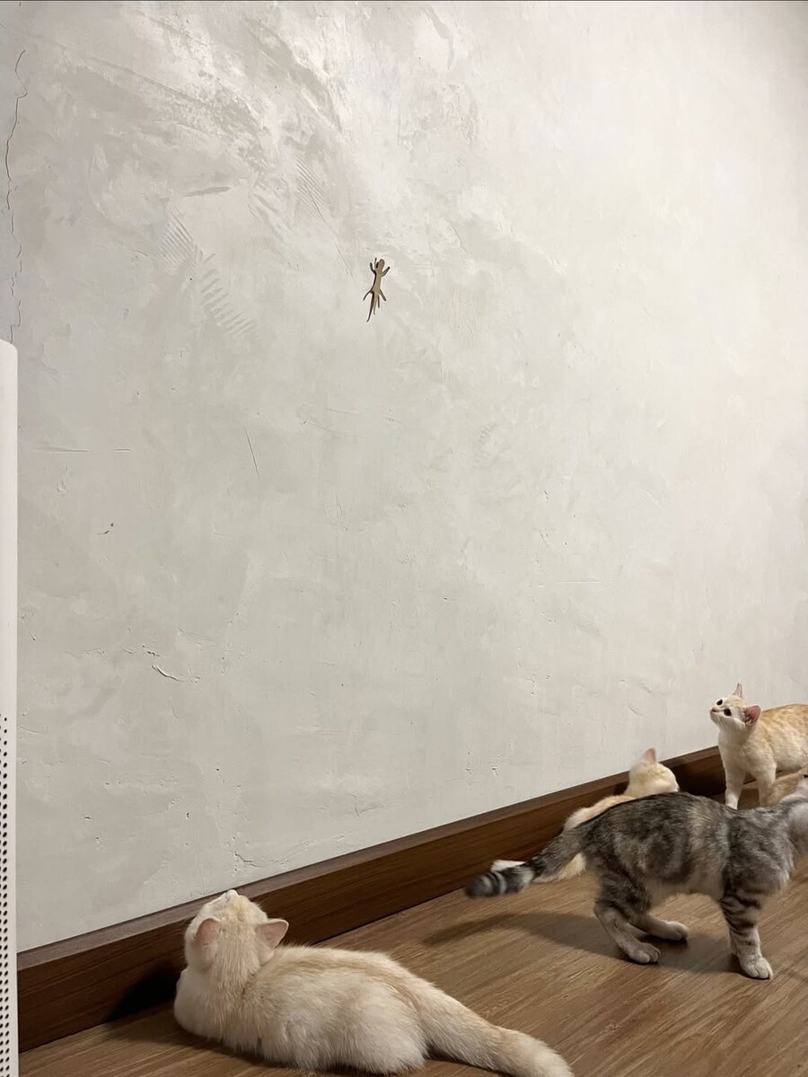 벽에 종이 도마뱀을 붙여놓으면?_2.jpg
