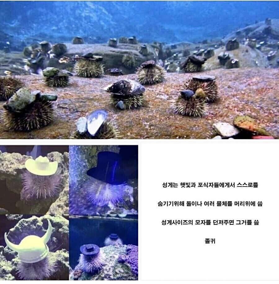 의외로 귀여운 성게의 습성_1.jpg