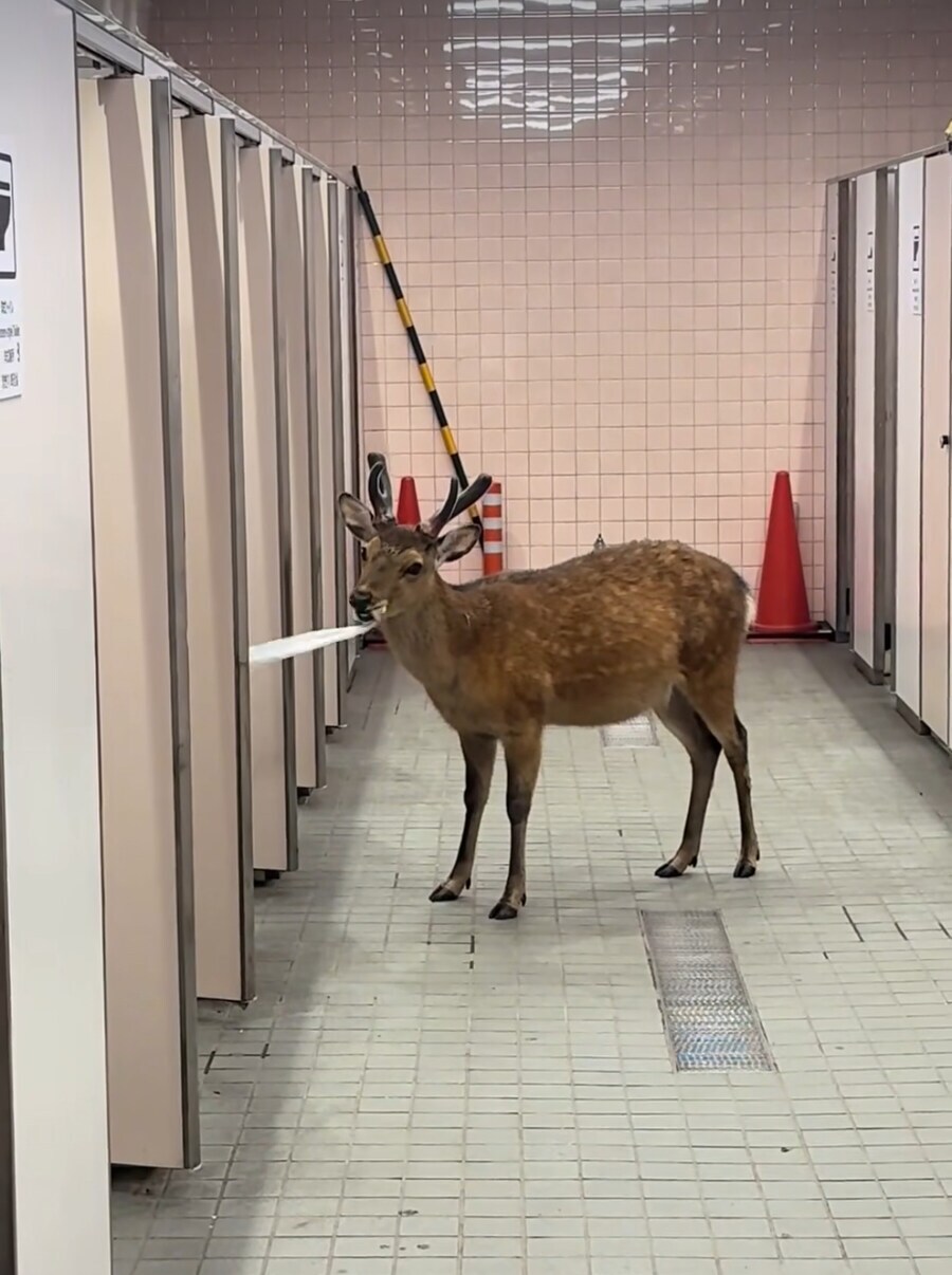 요즘 심각하다는 일본 공공시설 화장지 도둑. jpg_1.png