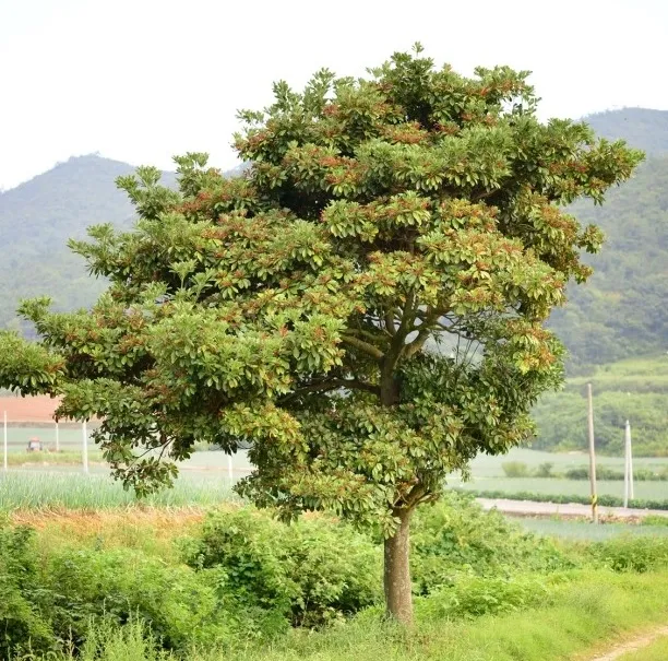 의외로 사람들이 잘 모르는 호박엿에 대한 사실_1.webp