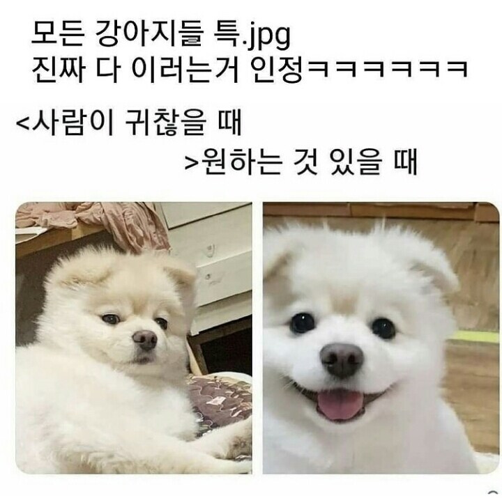 댕댕이와 캬루가 사람 킹받게 하는 순간.jpg_1.jpg