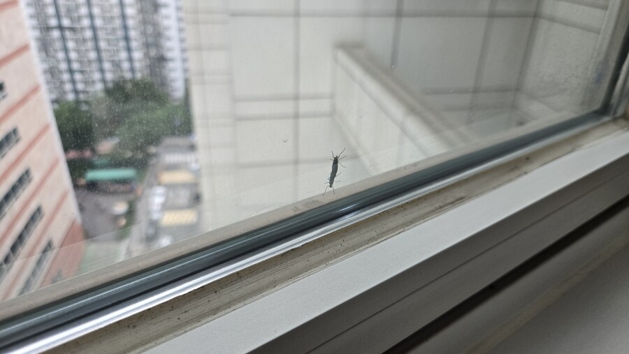 벌레주의)야이 ㅅㅂ 개조졌다_1.jpg