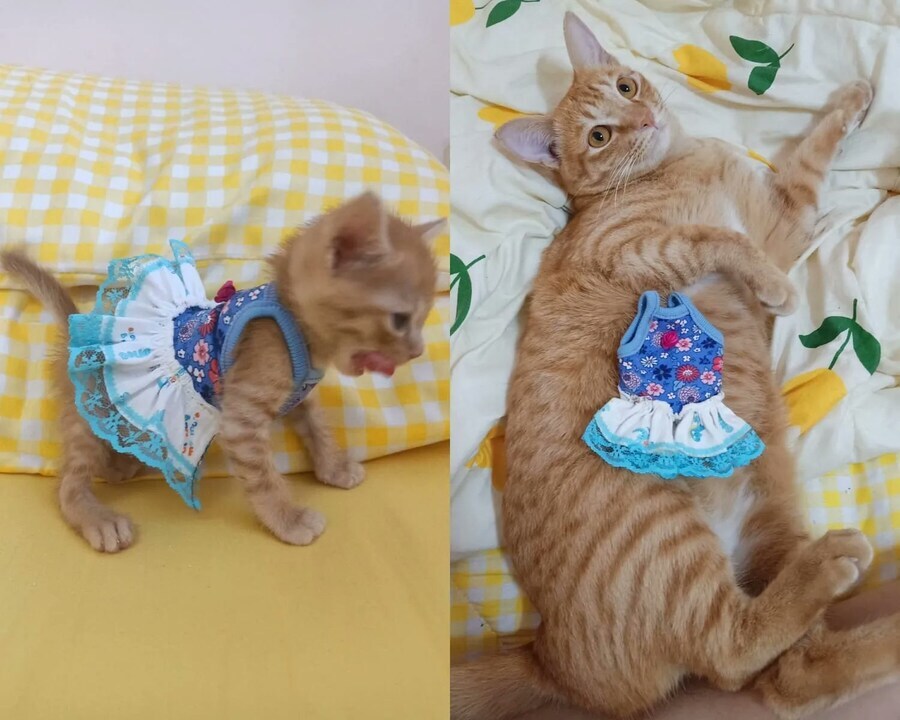케이팝) 호랑이 갓 사이즈 작은 이유에 대한 합리적 추론_3.jpg