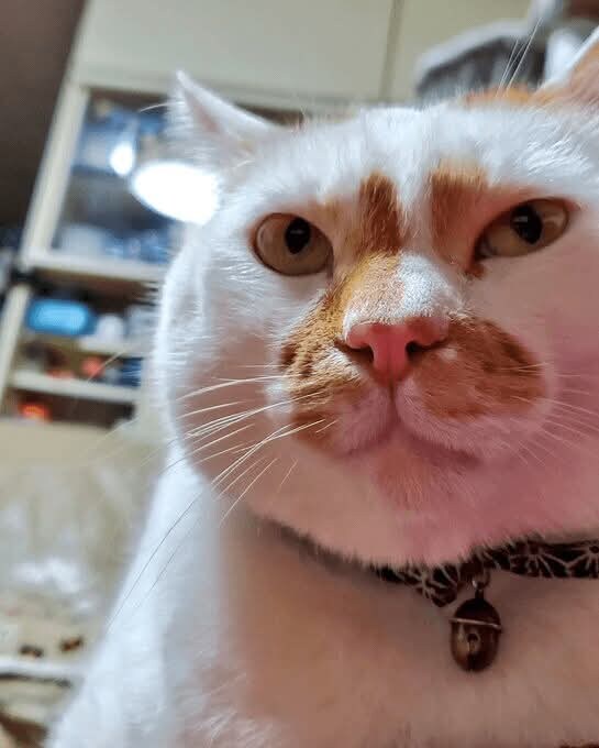 고양이 역변 레전드_2.jpg