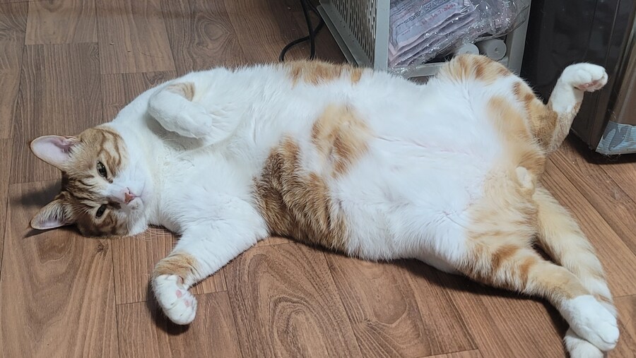 x토피아? 나도 달린다_10.jpg