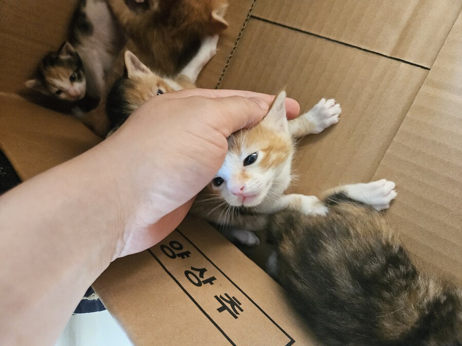 혼란스러운 유게 올리는_3.jpg