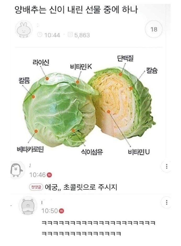 신이 내린 선물 양배추.jpg_1.jpg