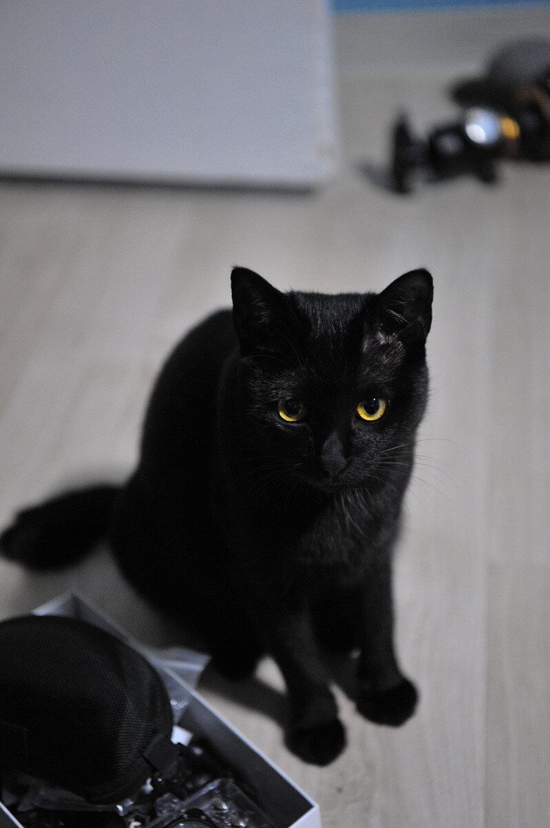 우리집 검은 고양이 4_2.jpg